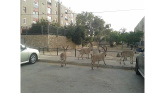 jerusalem-sightseeing