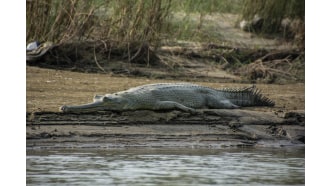 bharatpur-sightseeing