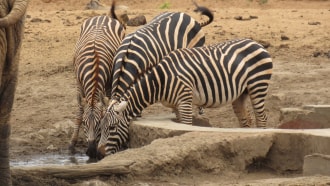 mombasa-sightseeing