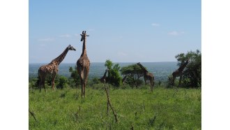 victoriafalls-sightseeing