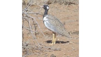 windhoek-sightseeing