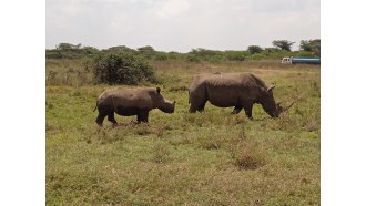 nairobinationalpark-sightseeing