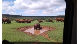 addoelephantpark-sightseeing