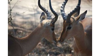 pilanesberggamereserve-sightseeing