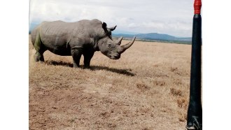 nairobinationalpark-sightseeing