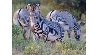 nairobi-sightseeing