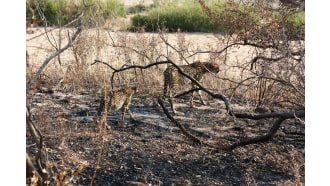 krugernationalpark-sightseeing