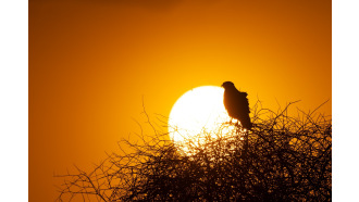 bharatpur-sightseeing