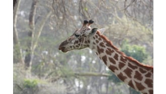 mombasa-sightseeing