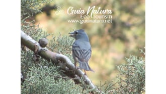 mountteide-sightseeing