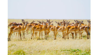 nairobi-sightseeing