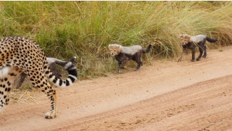 masaimara-sightseeing