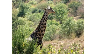 mountkilimanjaro-sightseeing