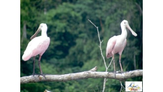 yasuninationalpark-sightseeing