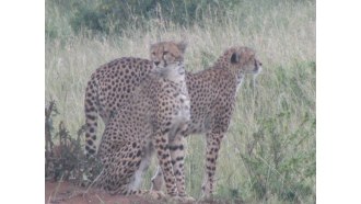 masaimara-sightseeing