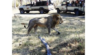 maun-sightseeing