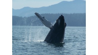 ucluelet-sightseeing