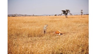 masaimara-sightseeing