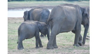 kandy-sightseeing