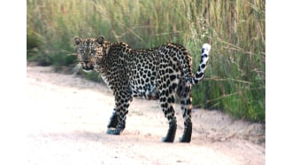 krugernationalpark-sightseeing