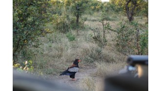 victoriafalls-sightseeing