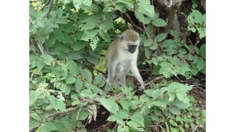 mountkilimanjaro-sightseeing