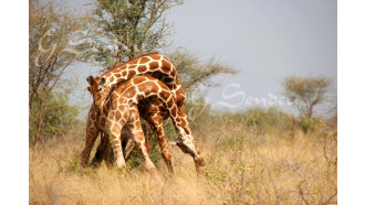 lakenakurunationalpark-sightseeing