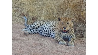 namib-naukluftnationalpark-sightseeing