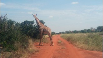 mombasa-sightseeing