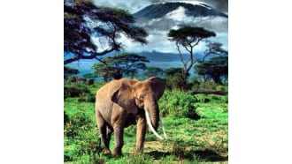 mountkilimanjaro-sightseeing