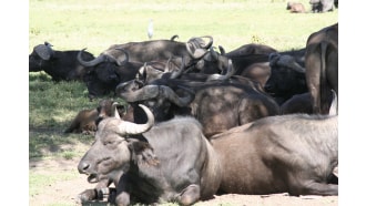 nairobi-sightseeing