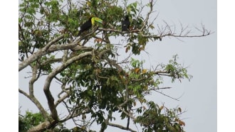 puntarenas-sightseeing