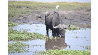 maun-sightseeing