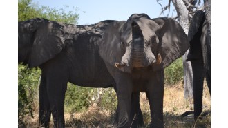 maun-sightseeing