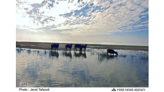 mashhad-sightseeing