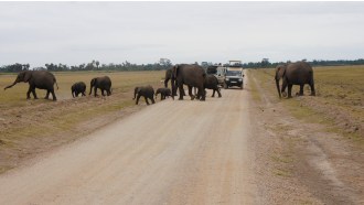 masaimara-sightseeing