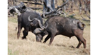 maun-sightseeing