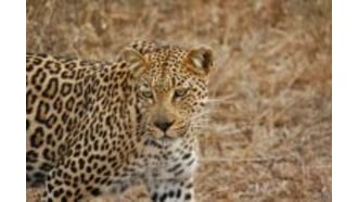 krugernationalpark-sightseeing