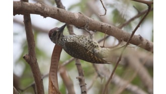 rivergambianationalpark-sightseeing