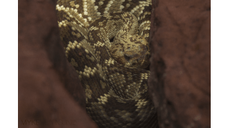 joshuatreenationalpark-sightseeing