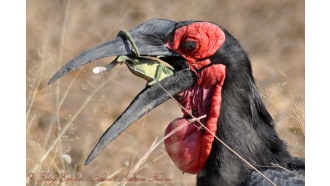 krugernationalpark-sightseeing