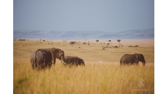 masaimara-sightseeing