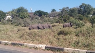 victoriafalls-sightseeing