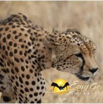 easygosafaris-nairobi-tour-operator