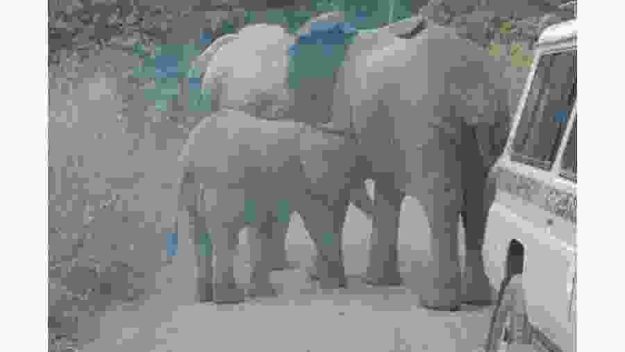 Game drive scenes