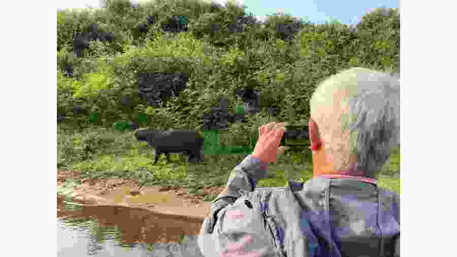 Capibara, the biggest rodent in the world spotting