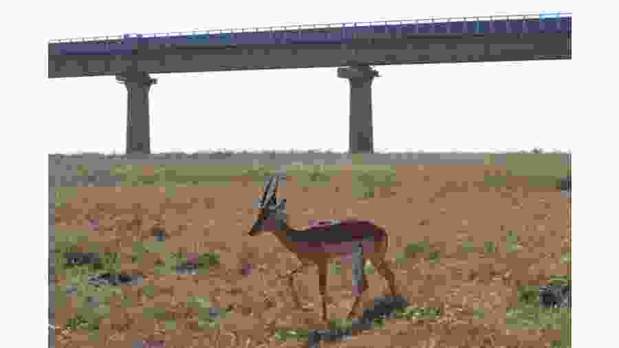 Witness the African wildlife