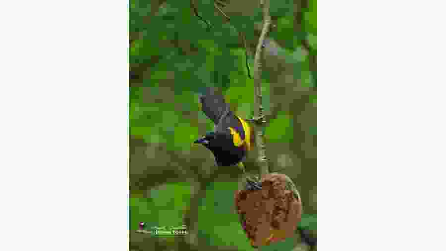 A finch 
