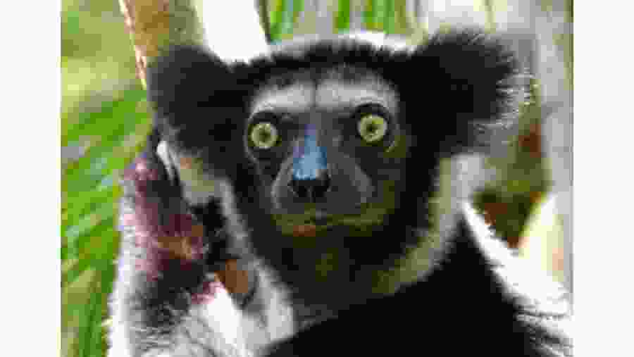 Largest Lemur of Madagascar