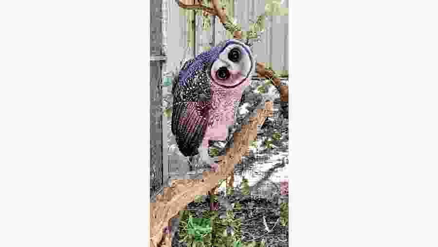 Australian Owl